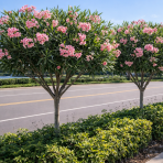 Oleander obyčajný (Nerium oleander) ´DOUBLE PINK´ - výška 80-100 cm, kont. C5L - NA KMIENKU